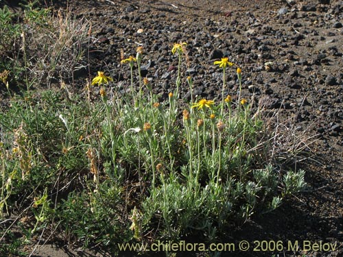 Senecio sp. #1585の写真