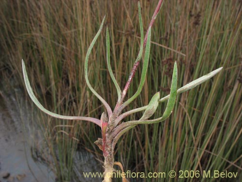 Imágen de Asteraceae sp. #3030 (). Haga un clic para aumentar parte de imágen.