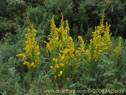 Imágen de Solidago chilensis (Fulel). Haga un clic para aumentar parte de imágen.