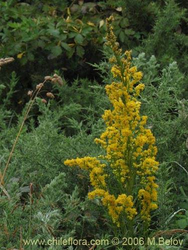 Imágen de Solidago chilensis (Fulel). Haga un clic para aumentar parte de imágen.