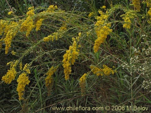 Imágen de Solidago chilensis (Fulel). Haga un clic para aumentar parte de imágen.