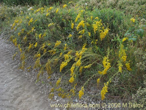 Imágen de Solidago chilensis (Fulel). Haga un clic para aumentar parte de imágen.