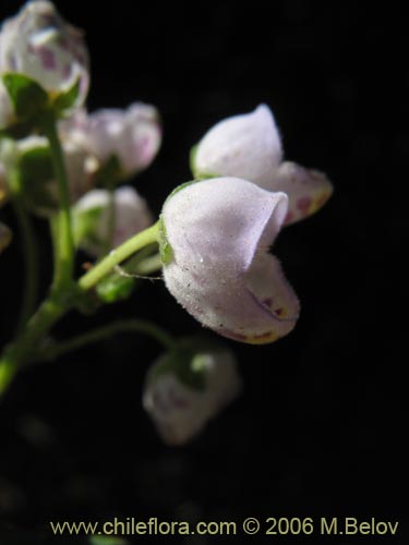 Imágen de Jovellana punctata (Argenita / Capachito). Haga un clic para aumentar parte de imágen.