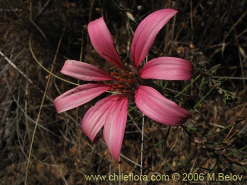 Imágen de Mutisia subulata (Flor de la granada / Clavel del campo). Haga un clic para aumentar parte de imágen.