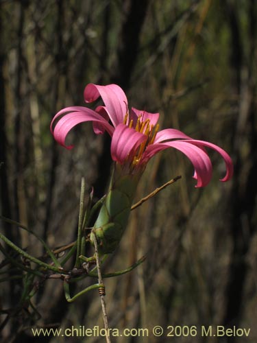 Imágen de Mutisia subulata (Flor de la granada / Clavel del campo). Haga un clic para aumentar parte de imágen.