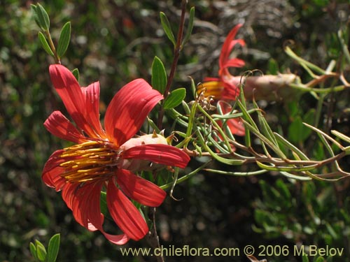 Imágen de Mutisia subulata (Flor de la granada / Clavel del campo). Haga un clic para aumentar parte de imágen.