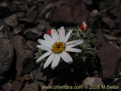 Imágen de Chaetanthera pusilla (Chinita). Haga un clic para aumentar parte de imágen.