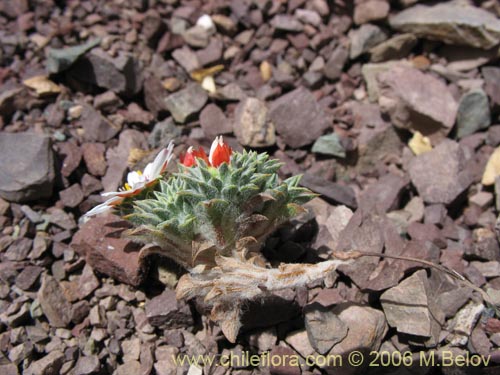 Imágen de Chaetanthera pusilla (Chinita). Haga un clic para aumentar parte de imágen.