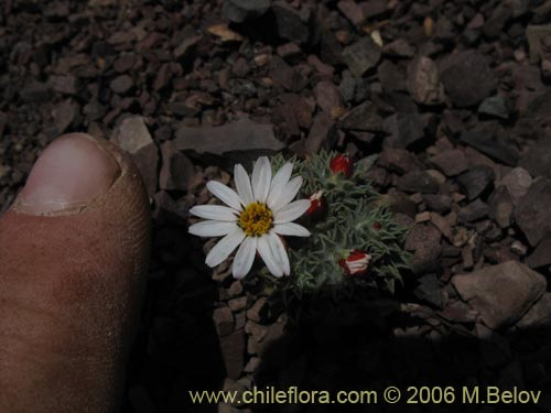 Imágen de Chaetanthera pusilla (Chinita). Haga un clic para aumentar parte de imágen.