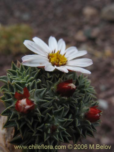 Imágen de Chaetanthera pusilla (Chinita). Haga un clic para aumentar parte de imágen.