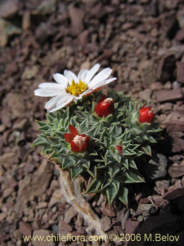 Imágen de Chaetanthera pusilla (Chinita). Haga un clic para aumentar parte de imágen.