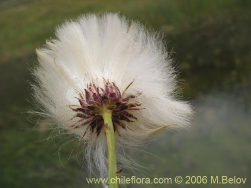 Imágen de Asteraceae sp. #1845 (). Haga un clic para aumentar parte de imágen.