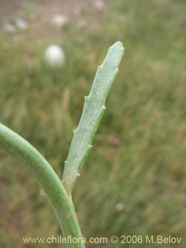 Imágen de Asteraceae sp. #1845 (). Haga un clic para aumentar parte de imágen.