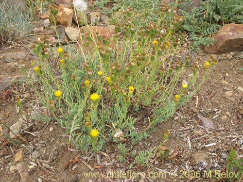 Imágen de Senecio sp. #1569 (). Haga un clic para aumentar parte de imágen.