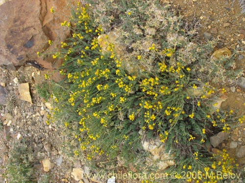 Imágen de Senecio sp. #1569 (). Haga un clic para aumentar parte de imágen.