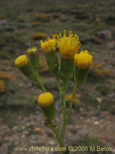 Imágen de Senecio sp. #1569 (). Haga un clic para aumentar parte de imágen.