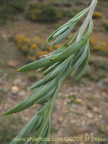 Imágen de Senecio sp. #1569 (). Haga un clic para aumentar parte de imágen.