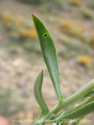 Imágen de Senecio sp. #1569 (). Haga un clic para aumentar parte de imágen.