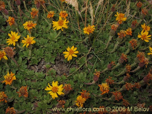 Imágen de Haplopappus sp. #1571 (). Haga un clic para aumentar parte de imágen.