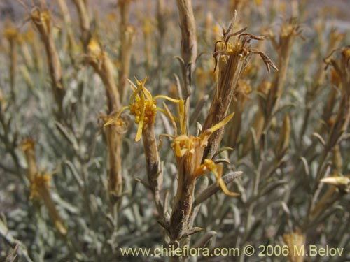 Imágen de Nardophyllum lanatum (Chilca). Haga un clic para aumentar parte de imágen.