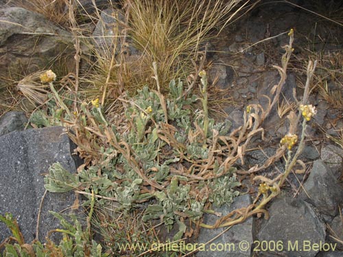 Imágen de Asteraceae sp. #1881 (). Haga un clic para aumentar parte de imágen.