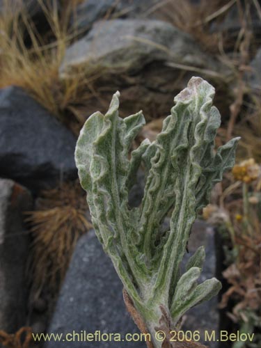 Imágen de Asteraceae sp. #1881 (). Haga un clic para aumentar parte de imágen.