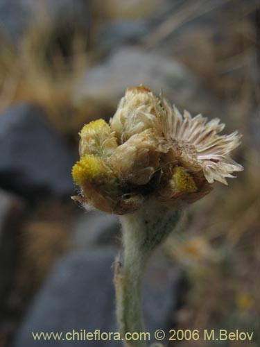 Imágen de Asteraceae sp. #1881 (). Haga un clic para aumentar parte de imágen.