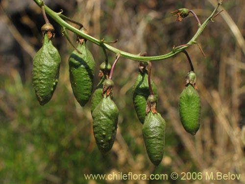 Bild von Eccremocarpus scaber (Chupa-chupa / Chupa-poto). Klicken Sie, um den Ausschnitt zu vergrössern.