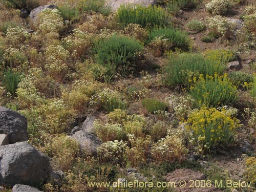 Imágen de Tanacetum parthenium (Piretro de jardín / Altamisa). Haga un clic para aumentar parte de imágen.