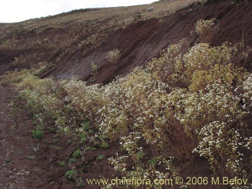 Imágen de Tanacetum parthenium (Piretro de jardín / Altamisa). Haga un clic para aumentar parte de imágen.