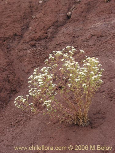 Imágen de Tanacetum parthenium (Piretro de jardín / Altamisa). Haga un clic para aumentar parte de imágen.