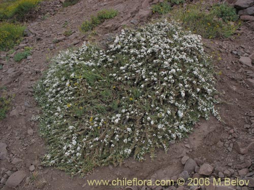 Imágen de Nassauvia axillaris (Calahuala). Haga un clic para aumentar parte de imágen.