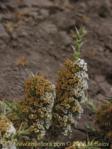 Imágen de Nassauvia axillaris (Calahuala). Haga un clic para aumentar parte de imágen.