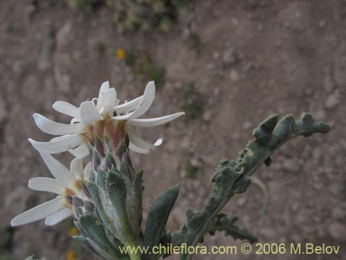 Imágen de Perezia carthamoides (Estrella blanca de cordillera). Haga un clic para aumentar parte de imágen.