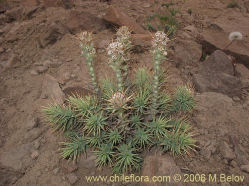 Imágen de Nassauvia pyramidalis (Nassauvia de espiga densa). Haga un clic para aumentar parte de imágen.