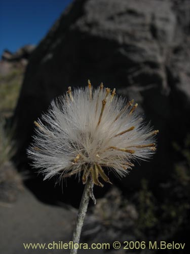 Imágen de Senecio sp.  #7321 (). Haga un clic para aumentar parte de imágen.