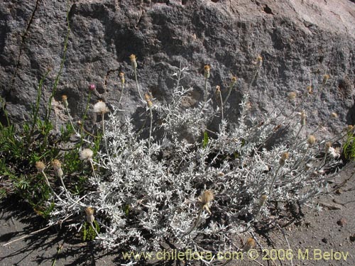 Imágen de Senecio sp.  #7321 (). Haga un clic para aumentar parte de imágen.