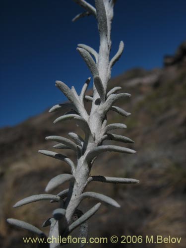 Imágen de Senecio sp.  #7321 (). Haga un clic para aumentar parte de imágen.