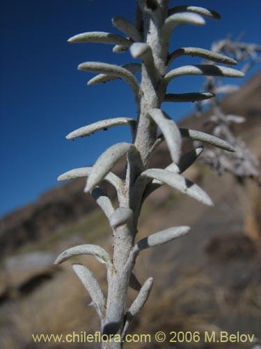 Imágen de Senecio sp.  #7321 (). Haga un clic para aumentar parte de imágen.