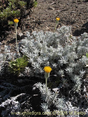 Imágen de Senecio sp. #1574 (). Haga un clic para aumentar parte de imágen.