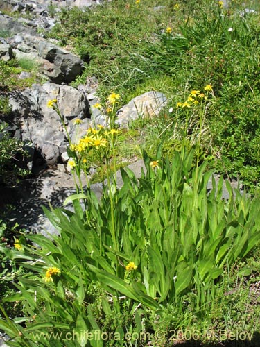 Imágen de Asteraceae sp. #1847 (). Haga un clic para aumentar parte de imágen.