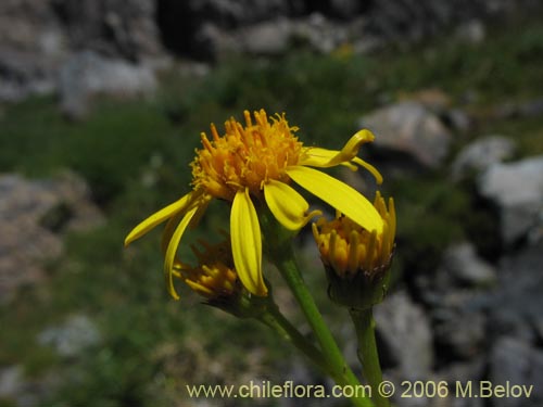 Imágen de Asteraceae sp. #1847 (). Haga un clic para aumentar parte de imágen.