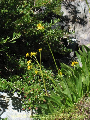 Imágen de Asteraceae sp. #1847 (). Haga un clic para aumentar parte de imágen.