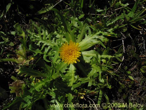 Imágen de Hypochoeris acaulis (Hierba del chancho). Haga un clic para aumentar parte de imágen.