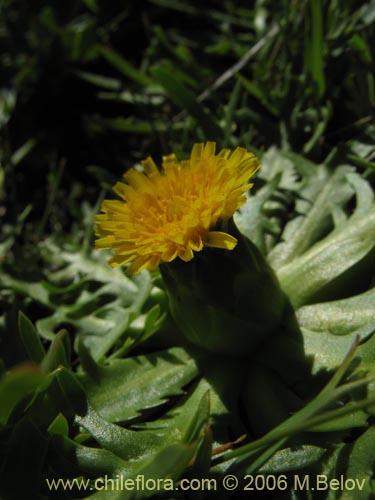 Imágen de Hypochoeris acaulis (Hierba del chancho). Haga un clic para aumentar parte de imágen.