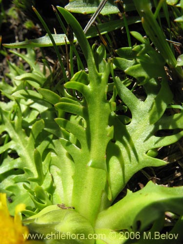 Imágen de Hypochoeris acaulis (Hierba del chancho). Haga un clic para aumentar parte de imágen.