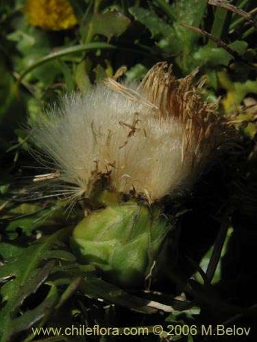 Imágen de Hypochoeris acaulis (Hierba del chancho). Haga un clic para aumentar parte de imágen.