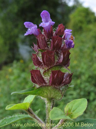 Bild von Prunella vulgaris (Hierba mora / Hierba negra). Klicken Sie, um den Ausschnitt zu vergrössern.