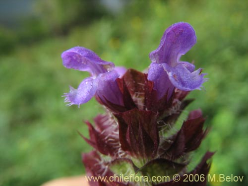 Bild von Prunella vulgaris (Hierba mora / Hierba negra). Klicken Sie, um den Ausschnitt zu vergrössern.