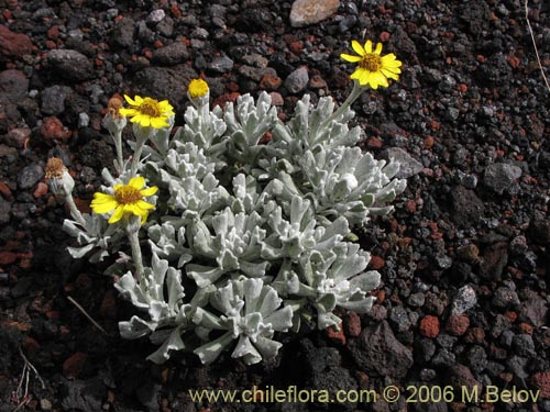 Imágen de Senecio sp. #1564 (). Haga un clic para aumentar parte de imágen.